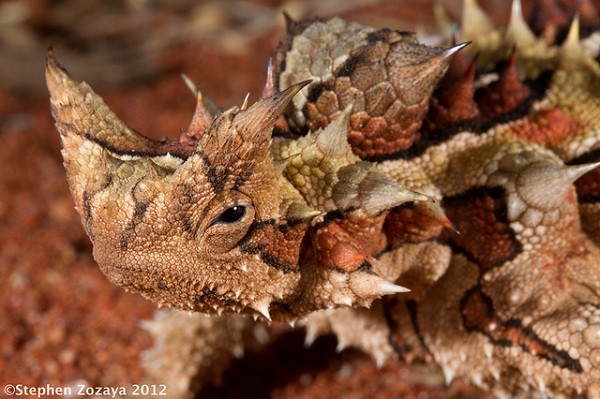 7[-]loài[-]động[-]vật[-]có[-]gai[-]"nhọn[-]hoắt"[-]đáng[-]sợ[-]2